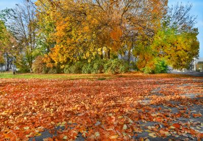 Clean Yard with Fresh Mulch